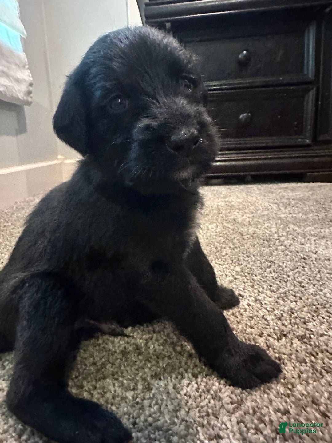 Cane Corso dogs for sale: Kane - Listing for pets: Kane, Luna, Samson, Lily, Scarlett, Max, Cookie, Jack - Image 2