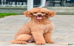 Miniature Poodle dogs for sale: Rico - Image 12