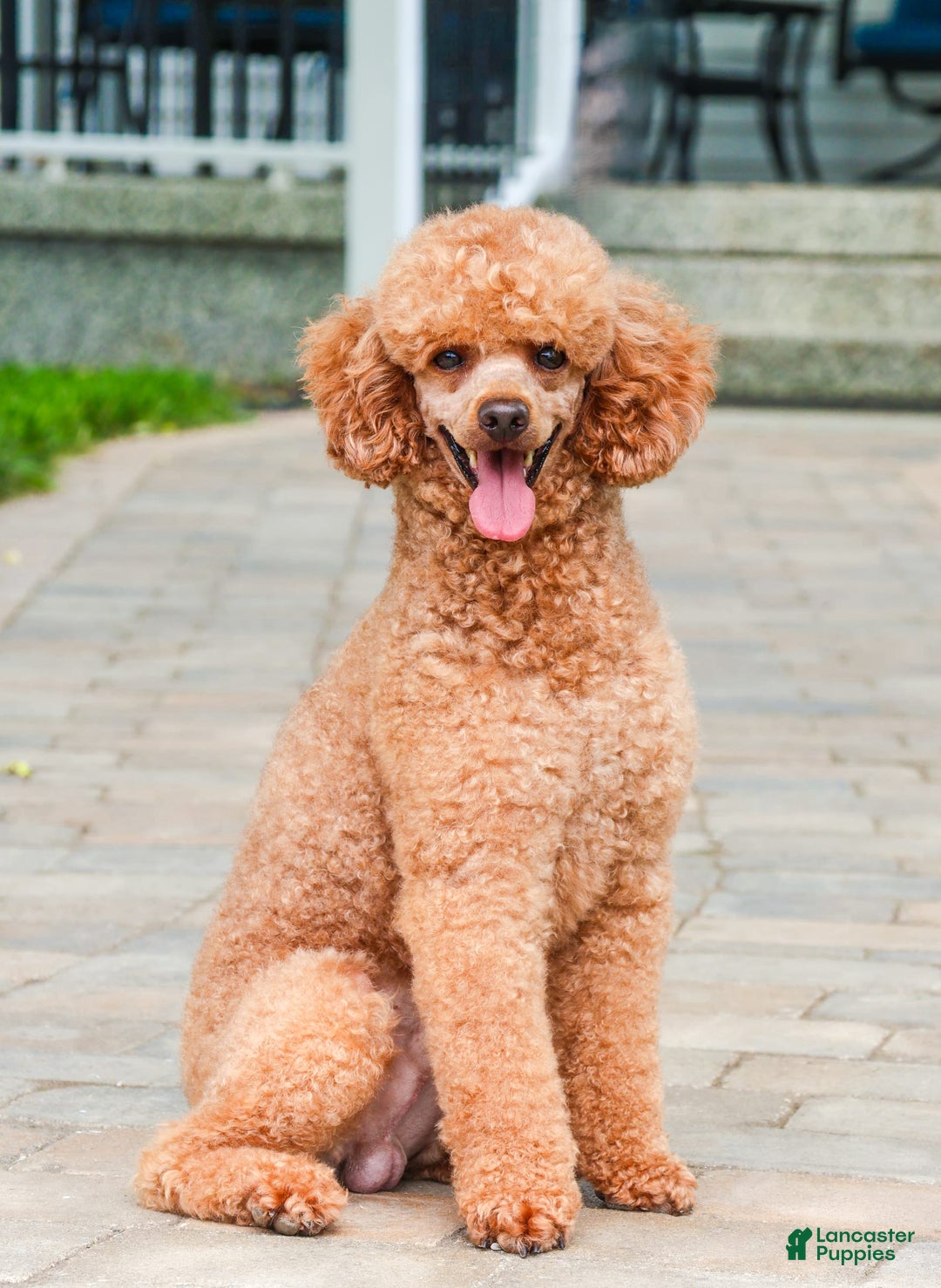 Miniature Poodle dogs for sale: Rico - Image 12