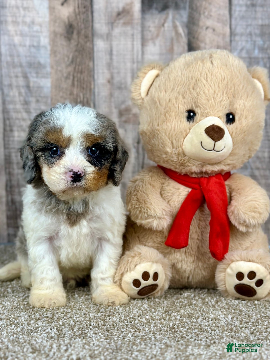 Cavapoo dogs for sale: Baxter - Image 1