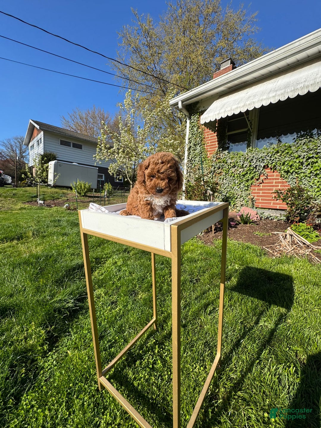 Toy Poodle dogs for sale: Maxi - Image 10