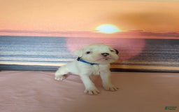 Boxer dogs for sale: Winter - Image 1