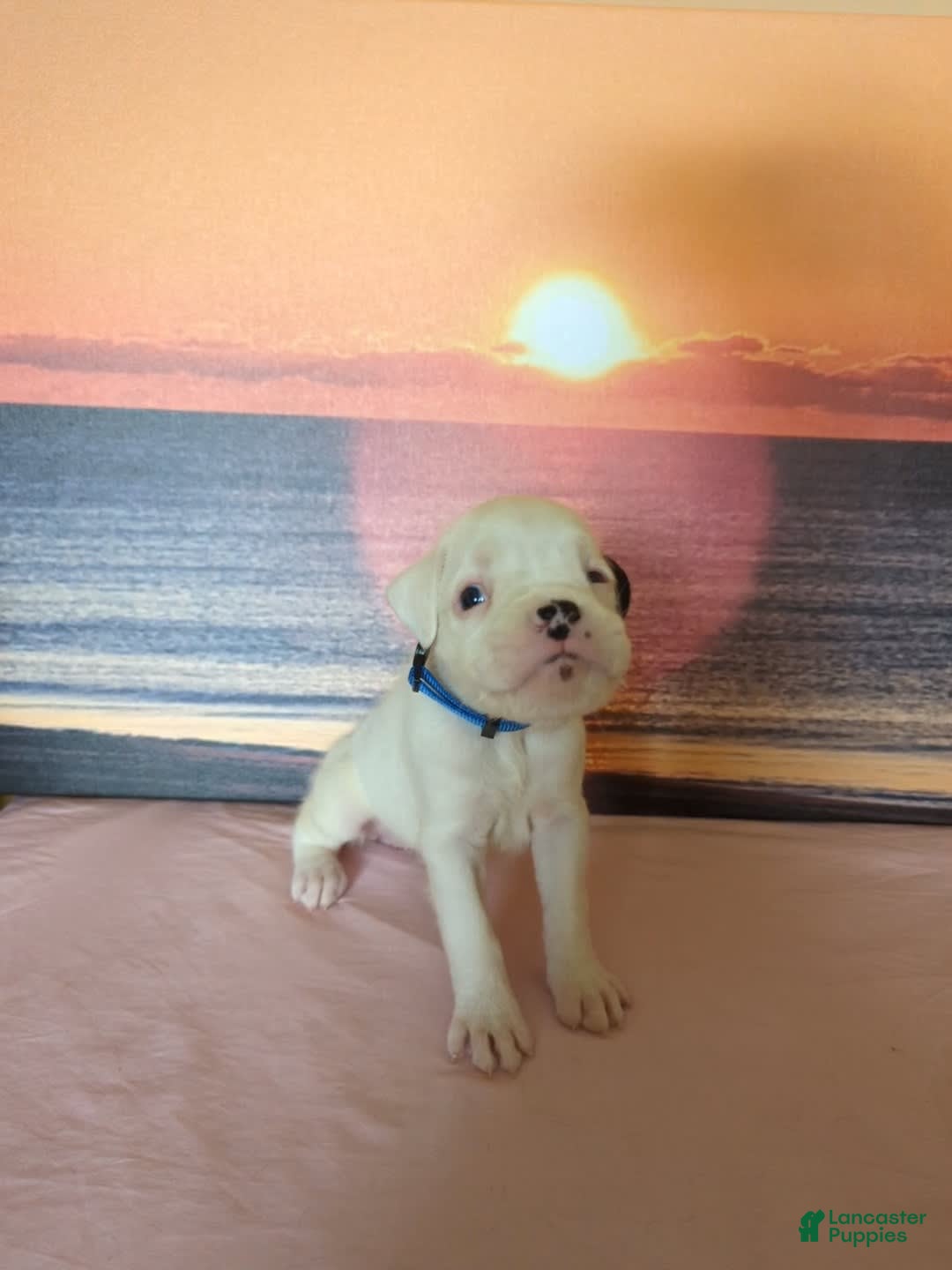 Boxer dogs for sale: Winter - Image 1