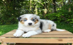 Australian Shepherd dogs for sale: Ava - Image 2
