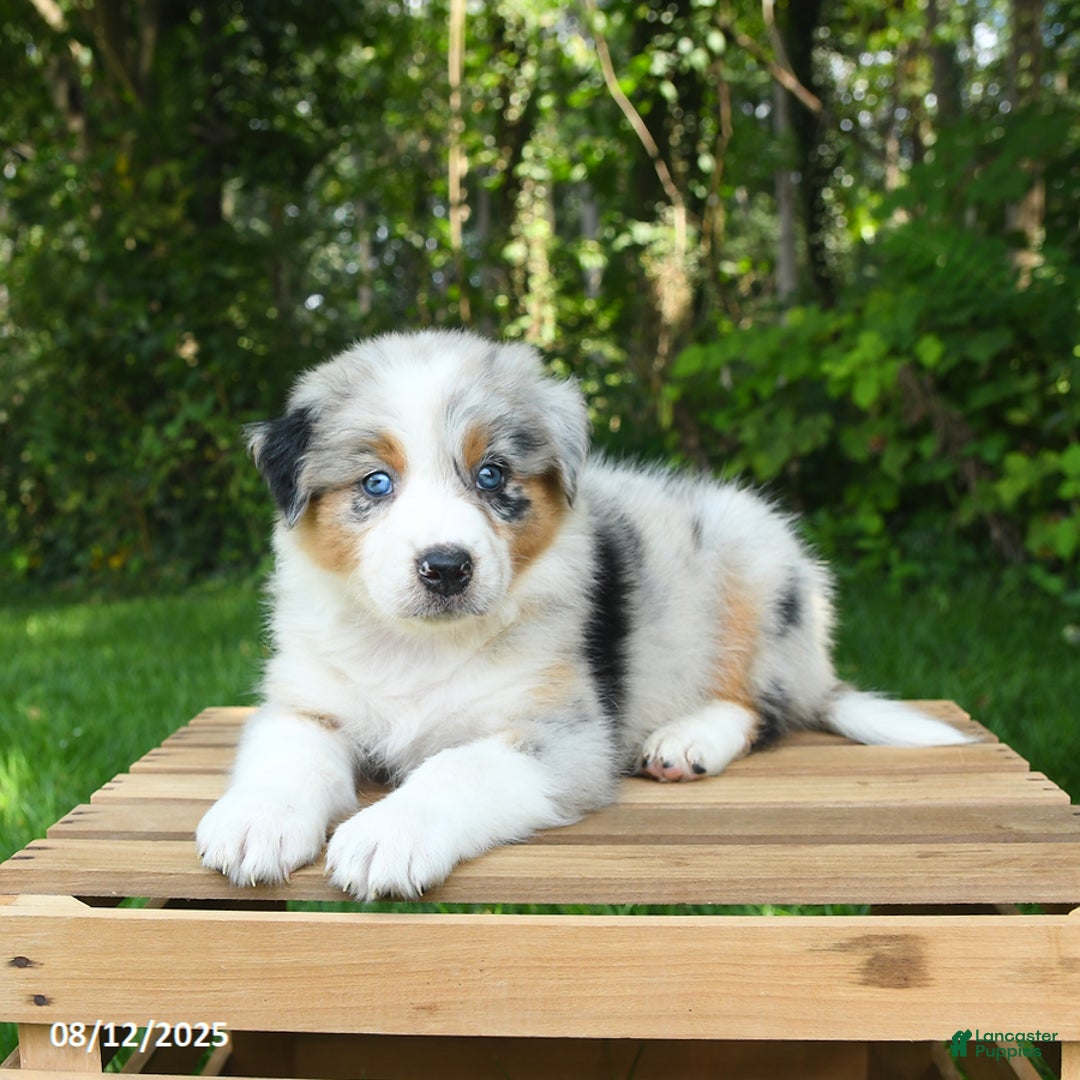 Australian Shepherd dogs for sale: Ava - Image 2
