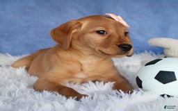 Labrador Retriever dogs for sale: Red Fox Gabby - Image 9