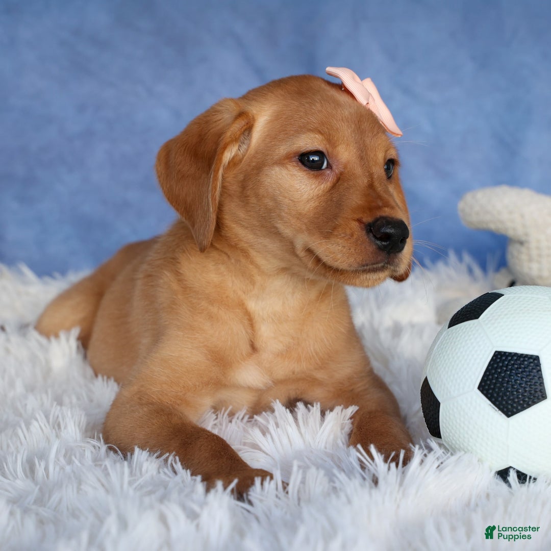Labrador Retriever dogs for sale: Red Fox Gabby - Image 9