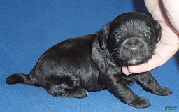 Yorkiepoo dogs for sale: Inky - Image 11