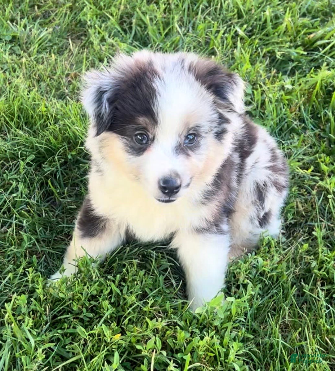 Australian Shepherd dogs for sale: Australian Shepherd 3 puppies - Image 4