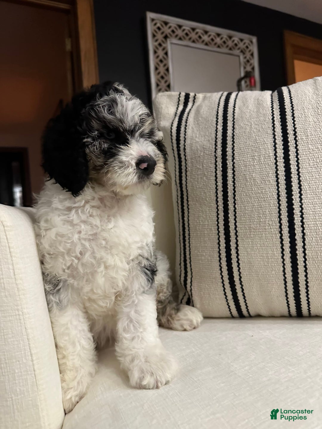 Labradoodle dogs for sale: Multigenerational Coco - Image 15