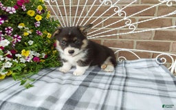 Welsh Corgi Pembroke dogs for sale: Chase - Image 17
