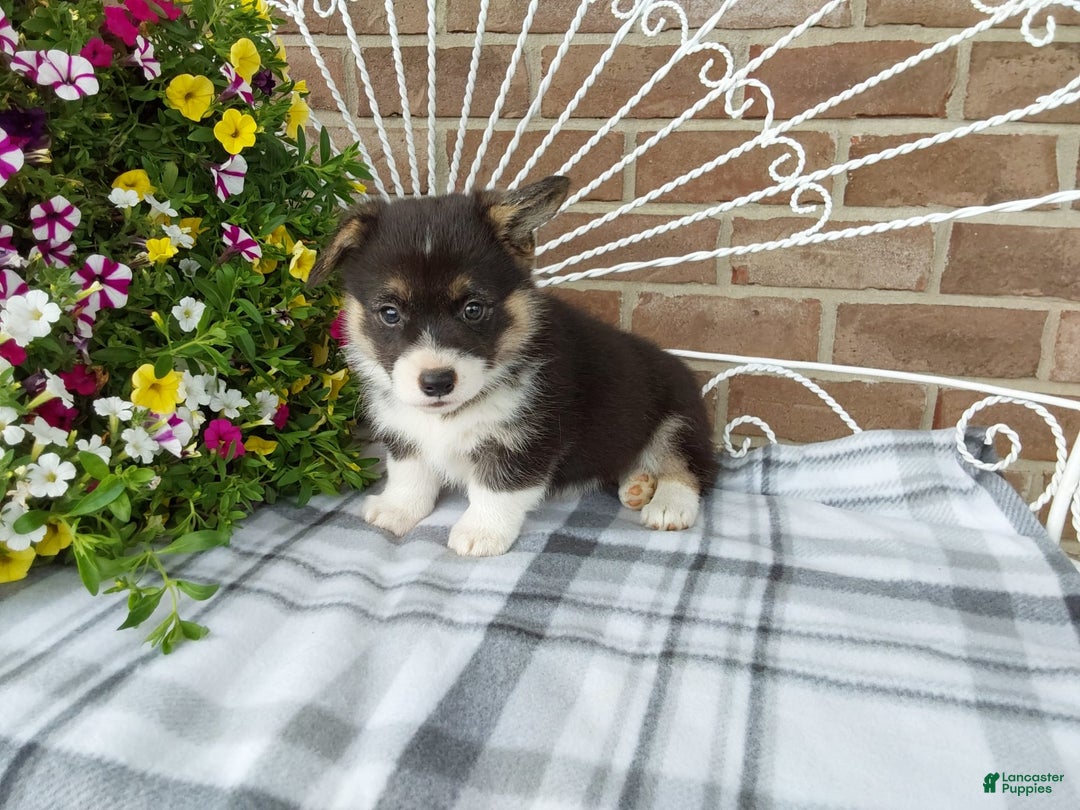 Welsh Corgi Pembroke dogs for sale: Chase - Image 17