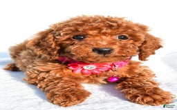 Miniature Poodle dogs for sale: October - Image 6