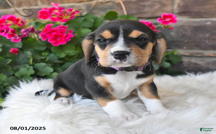 Beagle dogs for sale - Ad 3