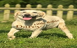Labrador Retriever dogs for sale: Frost - Image 13
