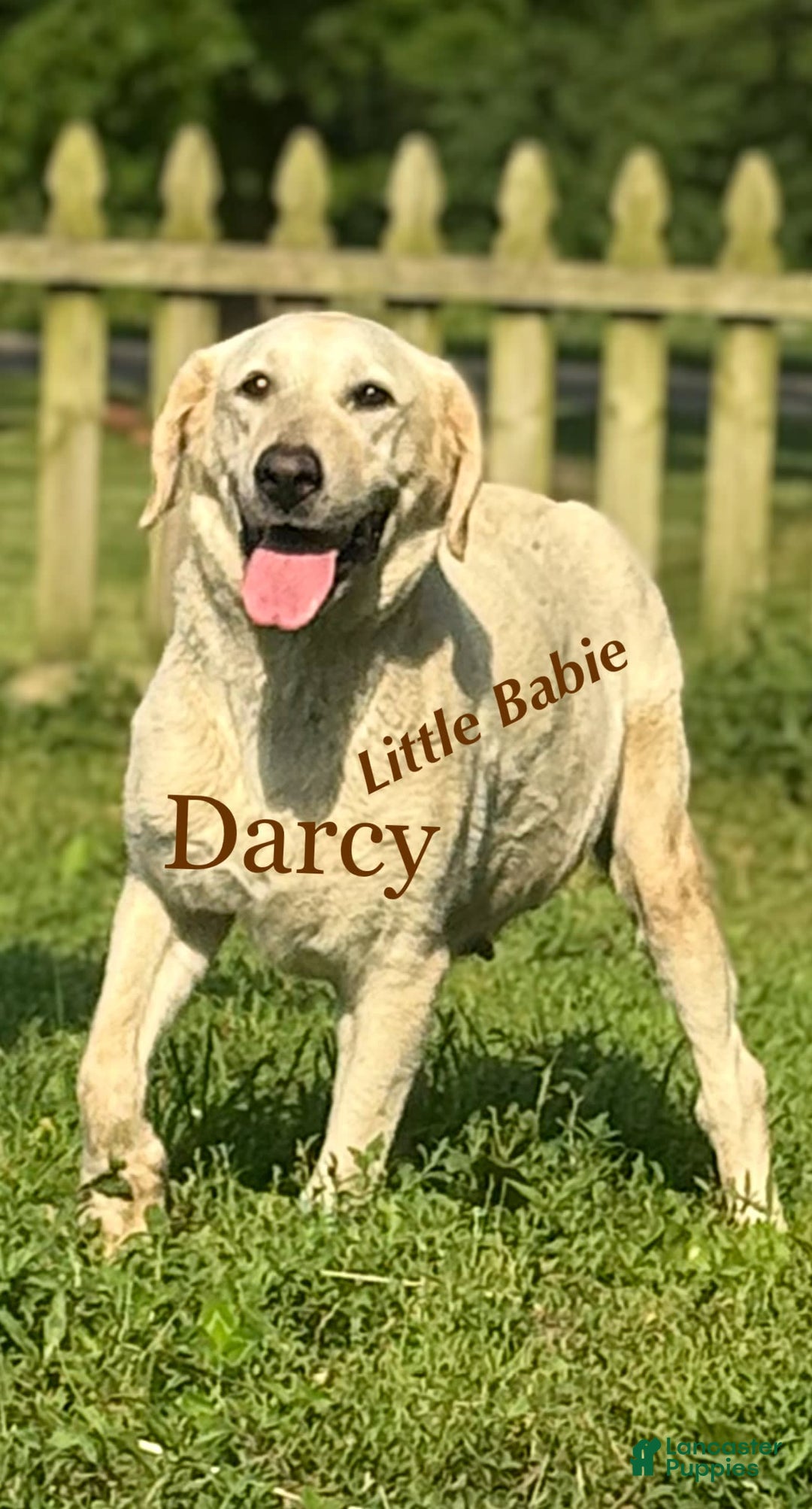 Labrador Retriever dogs for sale: Frost - Image 13