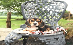 Beagle dogs for sale: Abby - Image 4