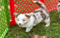 Australian Shepherd dogs for sale: Australian Shepherd 8 puppies - Image 7
