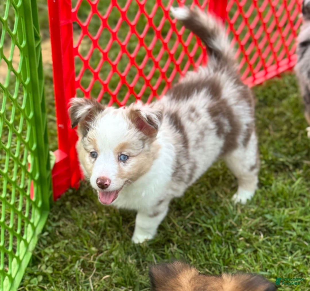 Australian Shepherd dogs for sale: Australian Shepherd 8 puppies - Image 7
