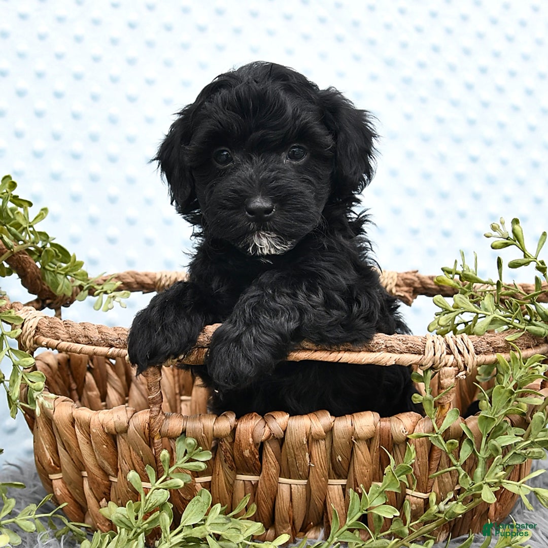 Havapoo dogs for sale: Blake - Image 6