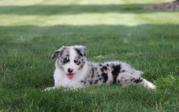 Border Collie dogs for sale: Diesel - Image 7