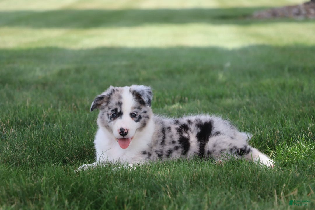 Border Collie dogs for sale: Diesel - Image 7