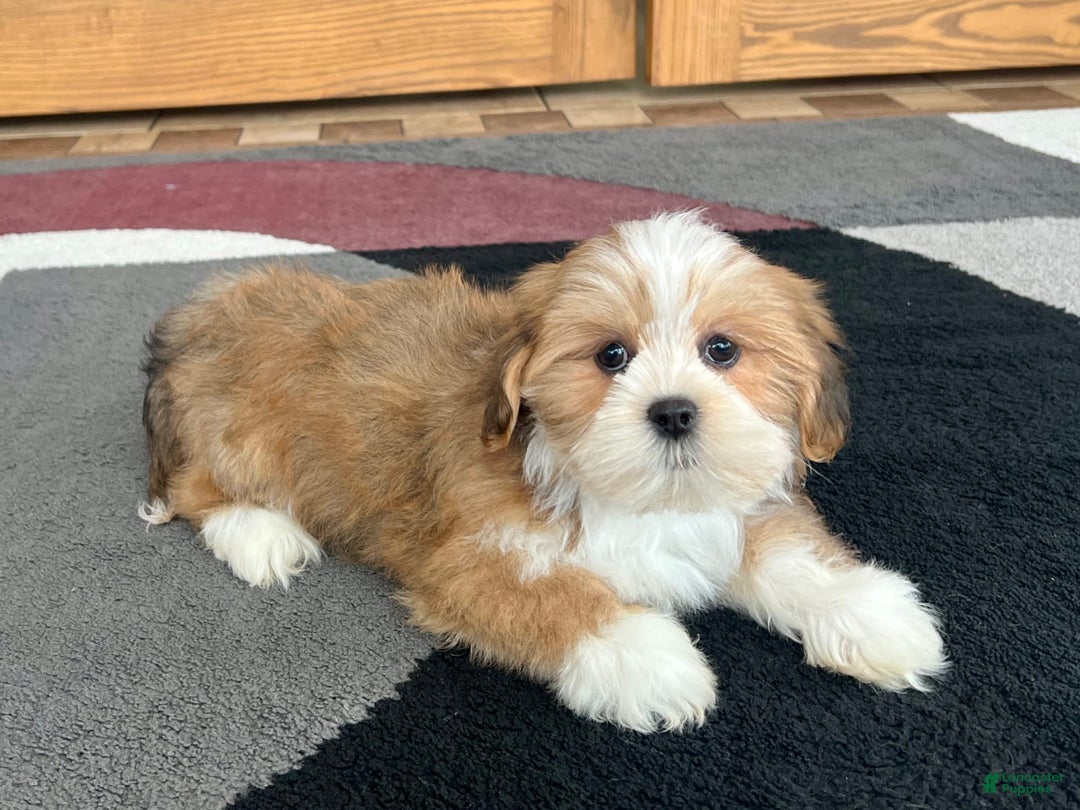 Lhasa Apso dogs for sale: Daisy Mae - Image 5