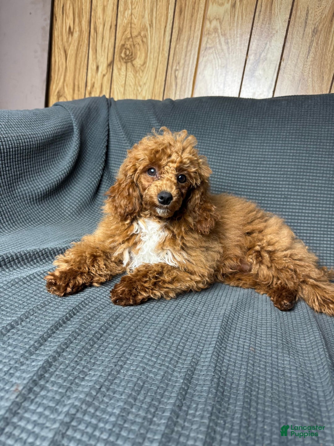Toy Poodle dogs for sale: Maxi - Image 15