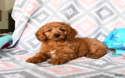 Cockapoo dogs for sale: Judy - Image 2