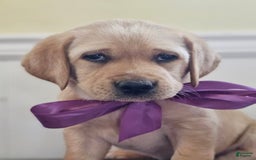 Labrador Retriever dogs for sale: Rainey - Image 6