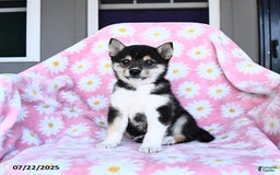 Shiba Inu dogs for sale: Molly - Image 3