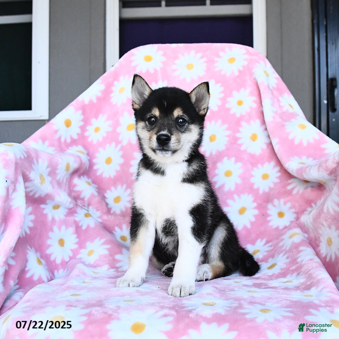 Shiba Inu dogs for sale: Molly - Image 3