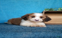 Havanese dogs for sale: Daisy - Image 6