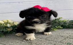 Shorkie dogs for sale: Star - Image 1