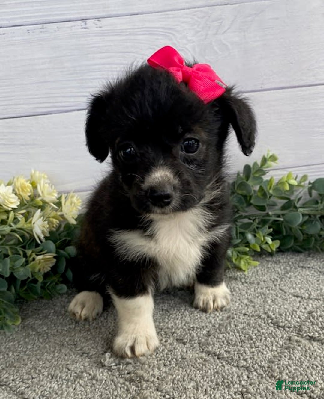 Shorkie dogs for sale: Star - Image 1