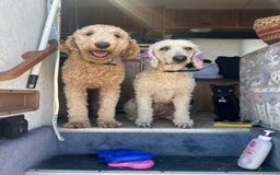 Goldendoodle dogs for sale: Multigenerational Mini Goldendoodles - Image 8