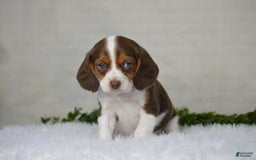 Beaglier dogs for sale: Wendy - Image 6
