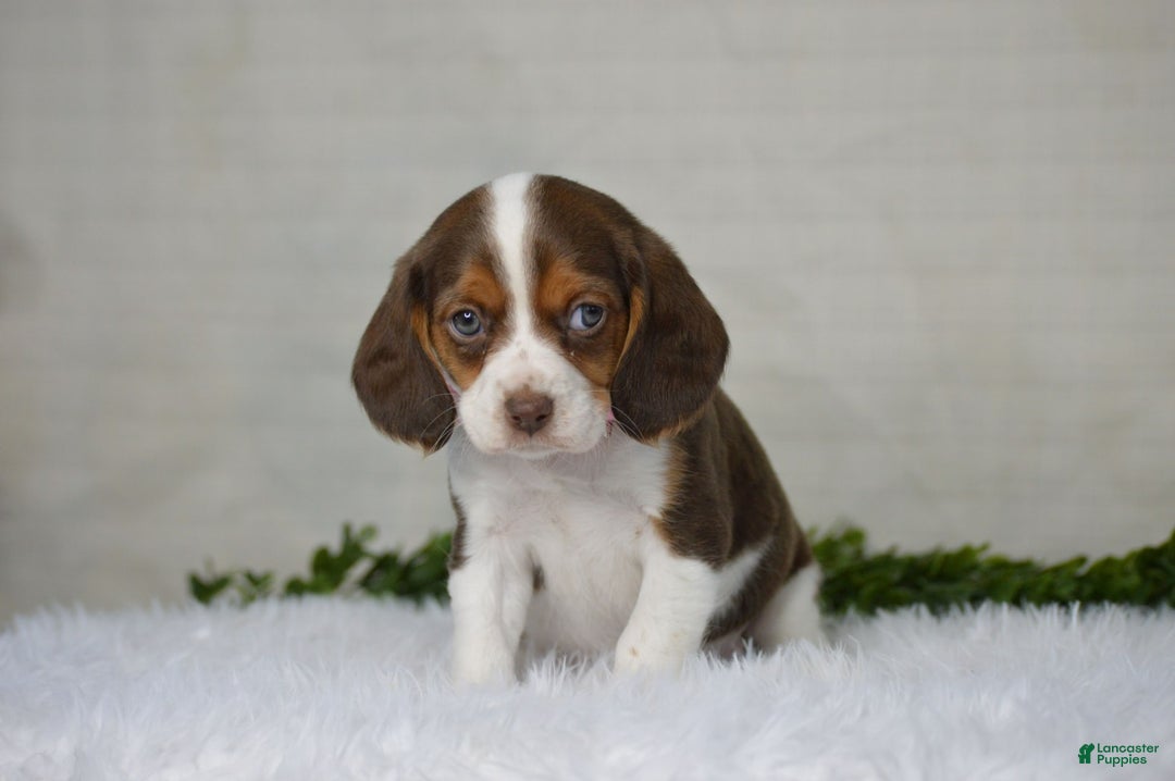 Beaglier dogs for sale: Wendy - Image 6