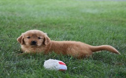 Golden Retriever dogs for sale: Golden Retriever 8 puppies - Image 23