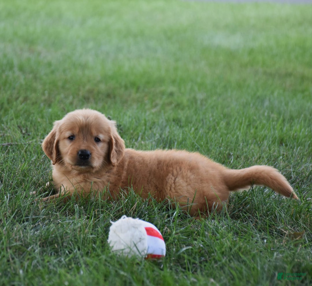 Golden Retriever dogs for sale: Golden Retriever 8 puppies - Image 23
