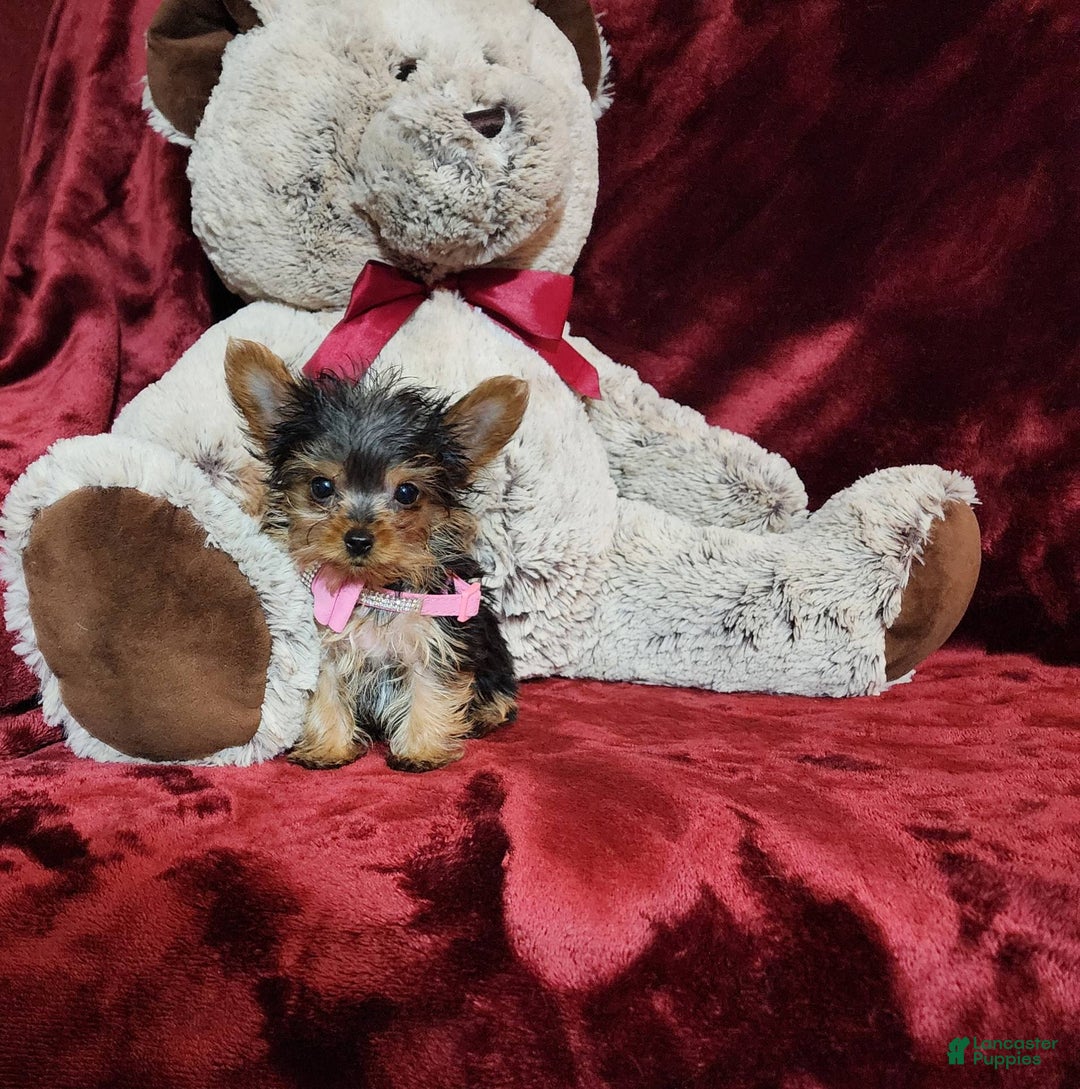 Yorkshire Terrier dogs for sale: Munchkin - Image 6
