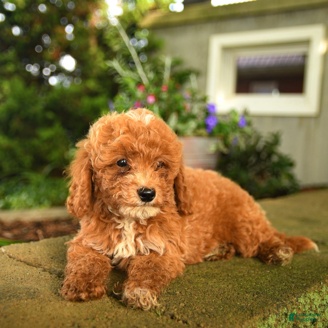 Miniature Poodle dogs for sale: Rascal - Image 3