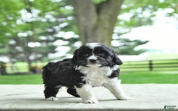 Mini Aussiedoodle dogs for sale: Walker - Image 1