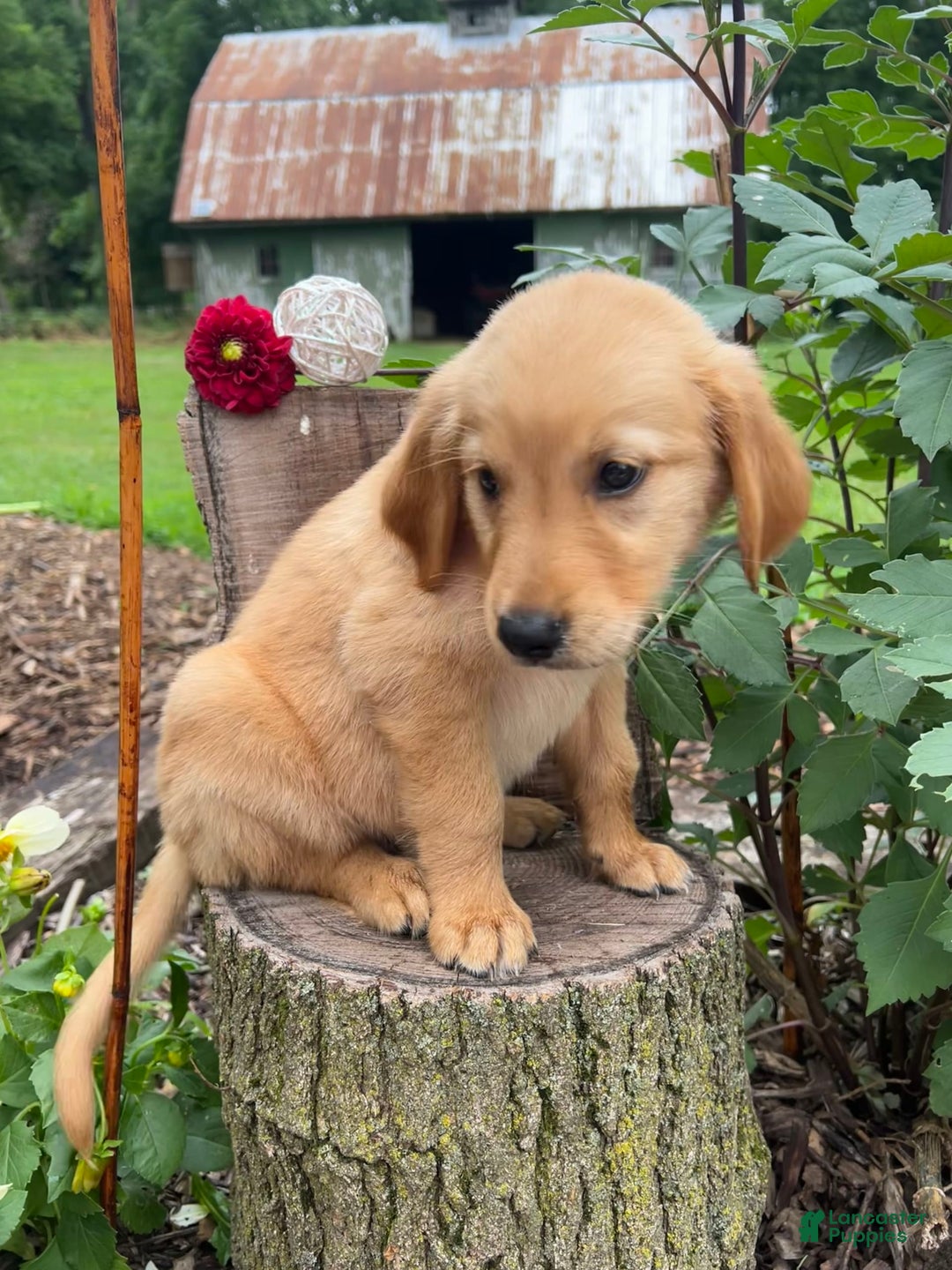Golden Retriever dogs for sale: Scout - Image 2