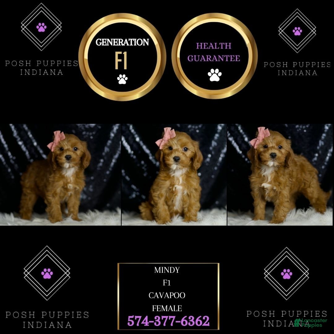 Cavapoo dogs for sale: Nala - Image 2