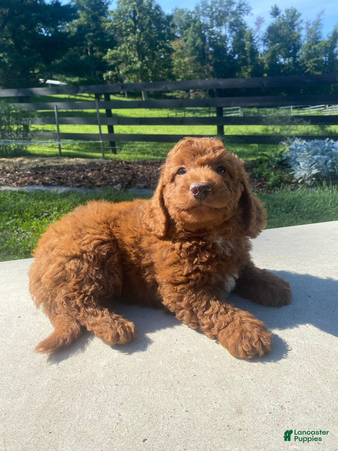 Mini Goldendoodle dogs for sale: Dane - Image 6