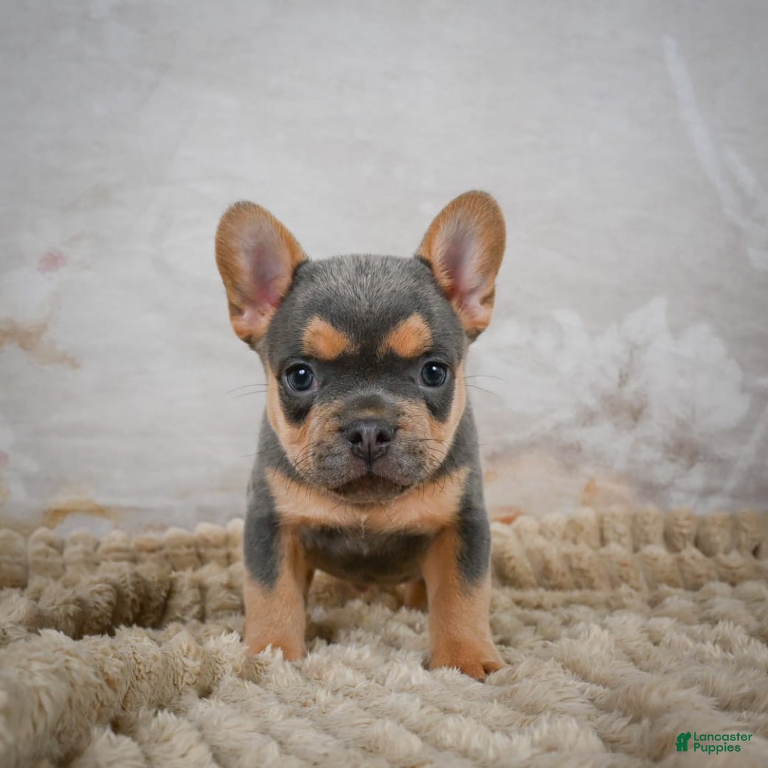 French Bulldog dogs for sale: Romeo - Image 4