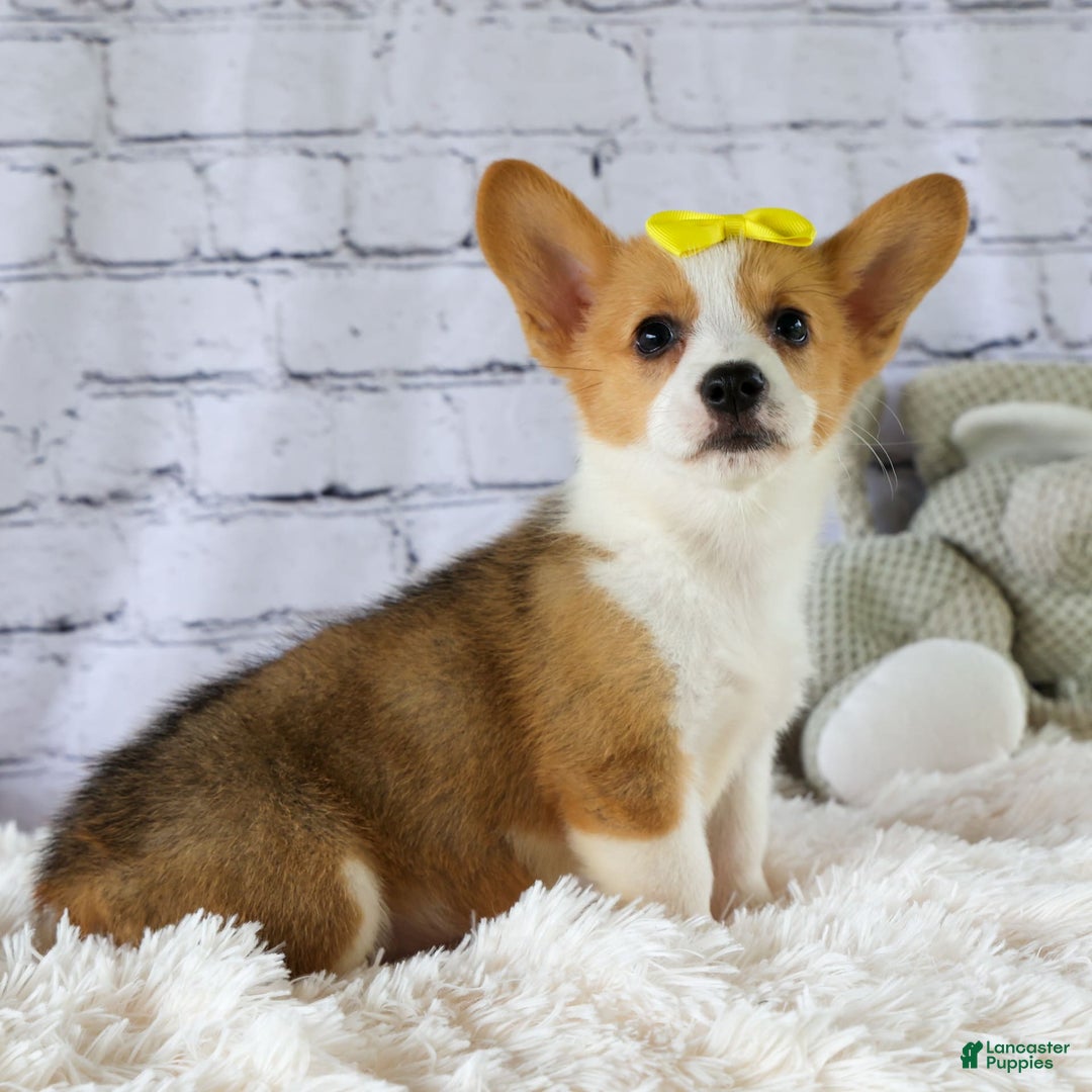 Welsh Corgi Pembroke dogs for sale: Lacey - Image 16