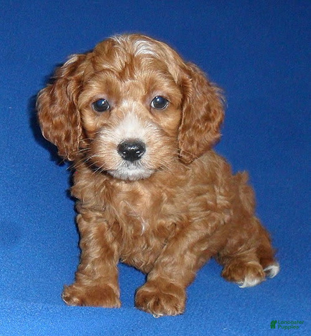 Cockapoo dogs for sale: Dudley - Image 16