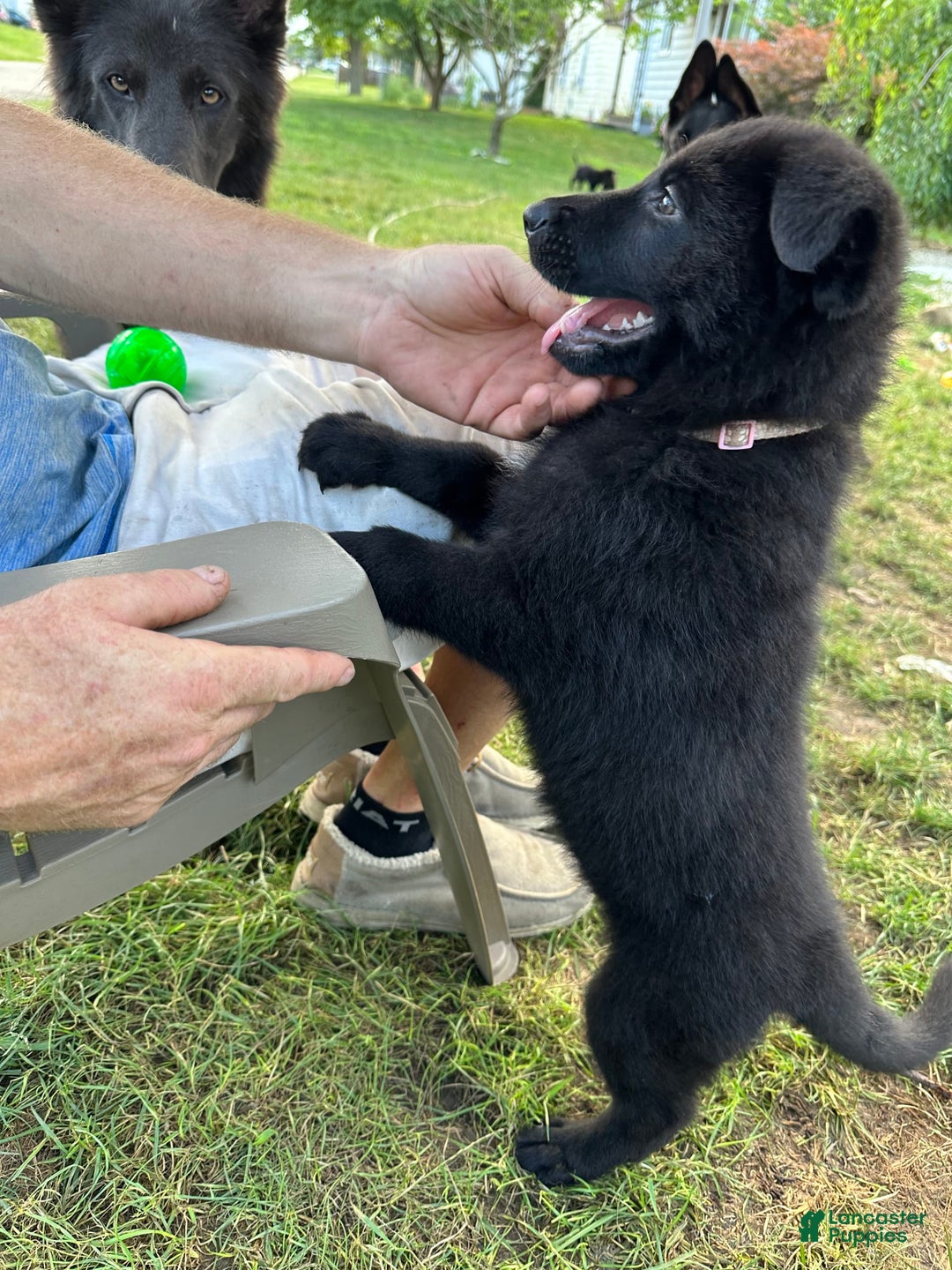 German Shepherd dogs for sale: Pink - Image 2